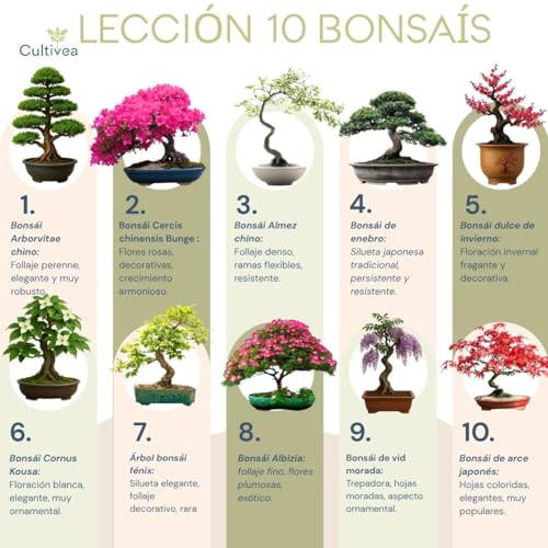 Kit de cultivo de bonsáis CULTIVEA