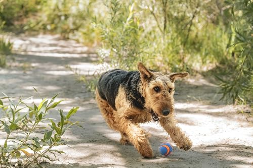 Juguete para perros Chuckit