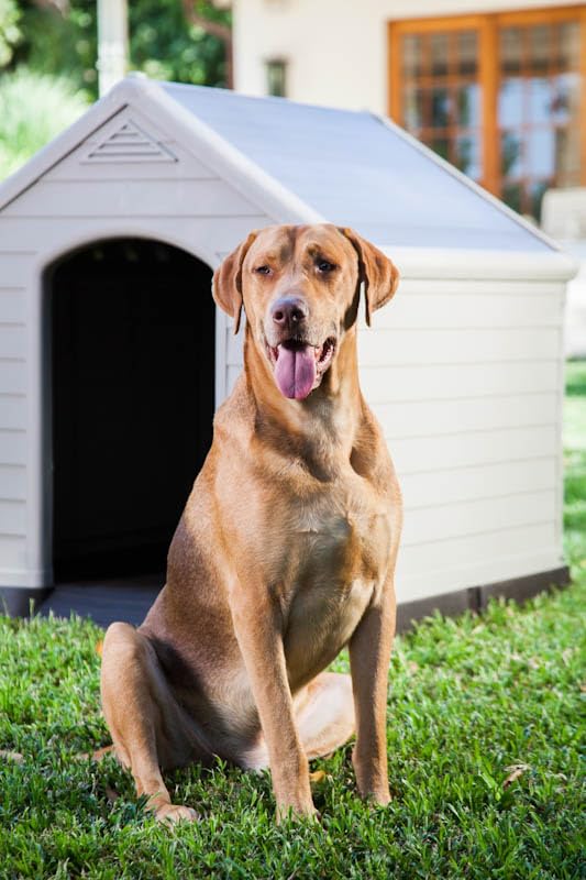 Caseta Exterior Para Perro Curver 95 x 99 x 99 cm