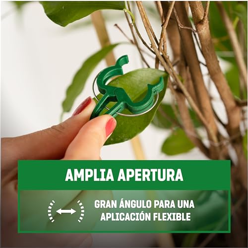 Celosias Para Trepadoras GardenGloss
