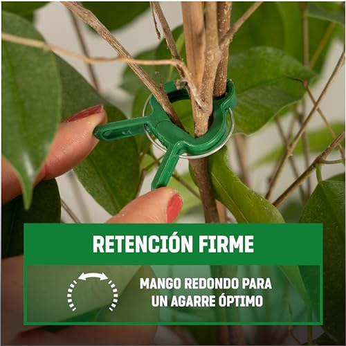 Celosias Para Trepadoras GardenGloss