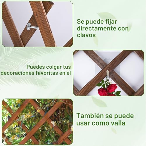 Celosias Para Trepadoras LATERN 180 CM 30 CM