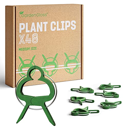 Celosias Para Trepadoras GardenGloss
